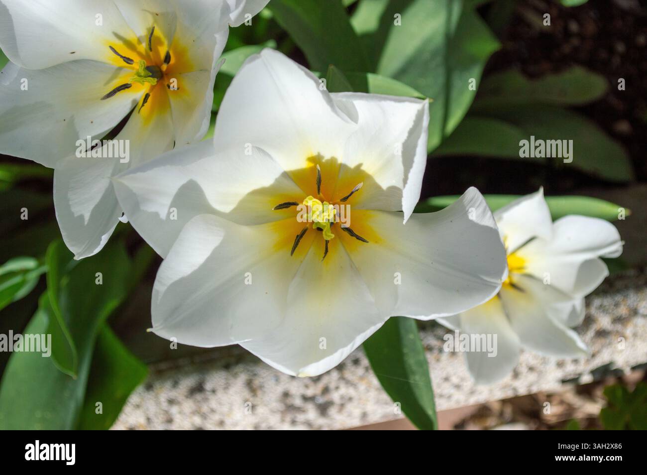 Schöne weiße Tulpen im Garten im Frühling. Knollenblüten. Stockfoto