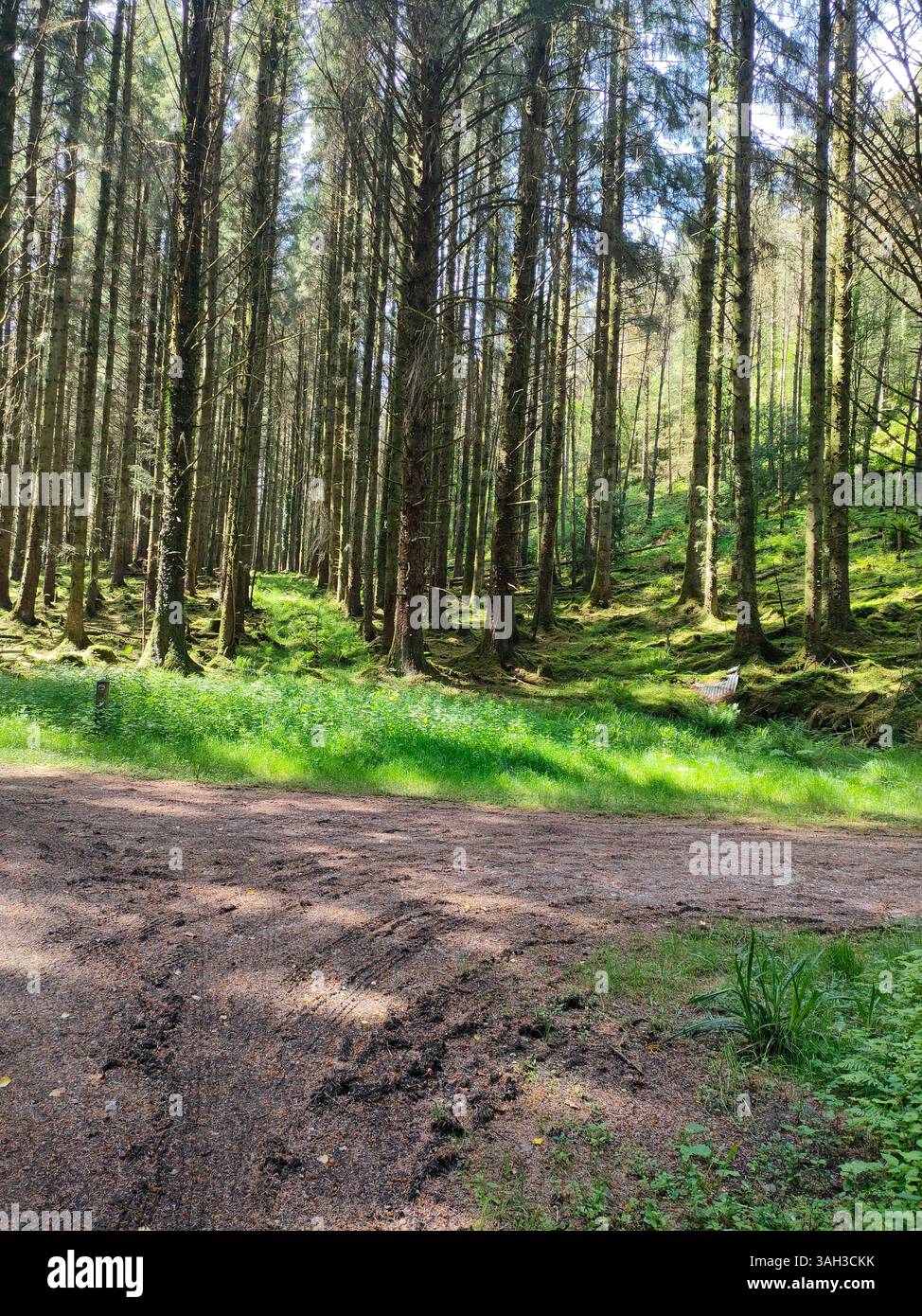 Ein friedlicher Waldweg durch hohe Kiefern, durchflutet von Sonnenlicht und führt zu einer ruhigen, grasbewachsenen Lichtung im Herzen der Natur. - Smartphone-aufgenommenes Stockfoto