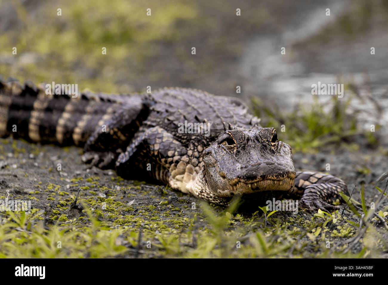 Ein junger, 1,80 Meter langer amerikanischer Alligator, der sich im Marschland sonnt und die Wärme in seinem natürlichen Lebensraum aufsaugt. Stockfoto