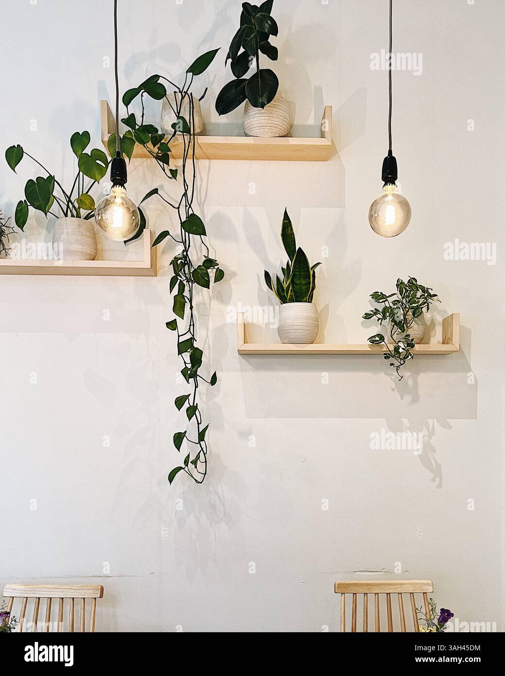 Weiße Wand mit dünnen Regalen, Pflanzen in Vasen, hängenden Pflanzen und modernen Lampen. Saubere Ästhetik Stockfoto