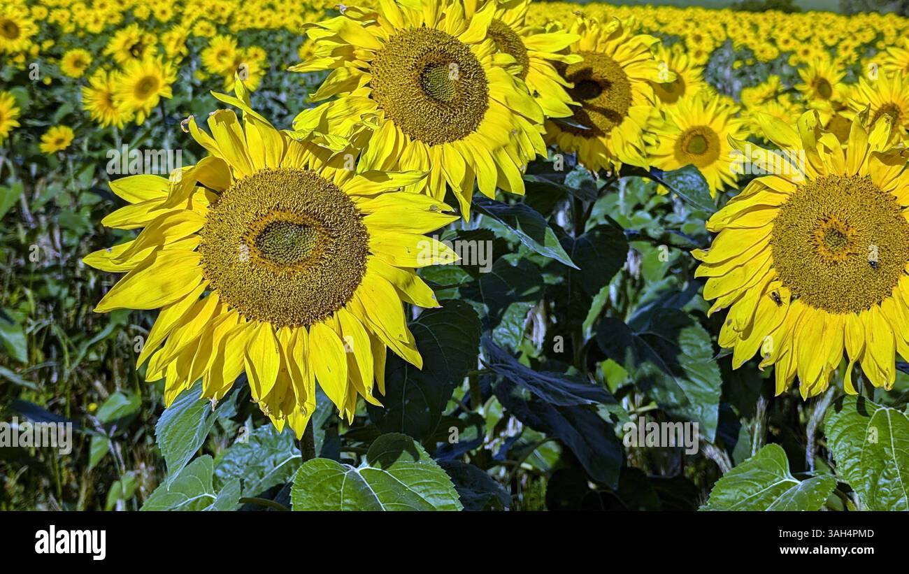 Nahaufnahme von blühenden Sonnenblumen auf einem Feld - Smartphone-aufgenommenes Stockfoto