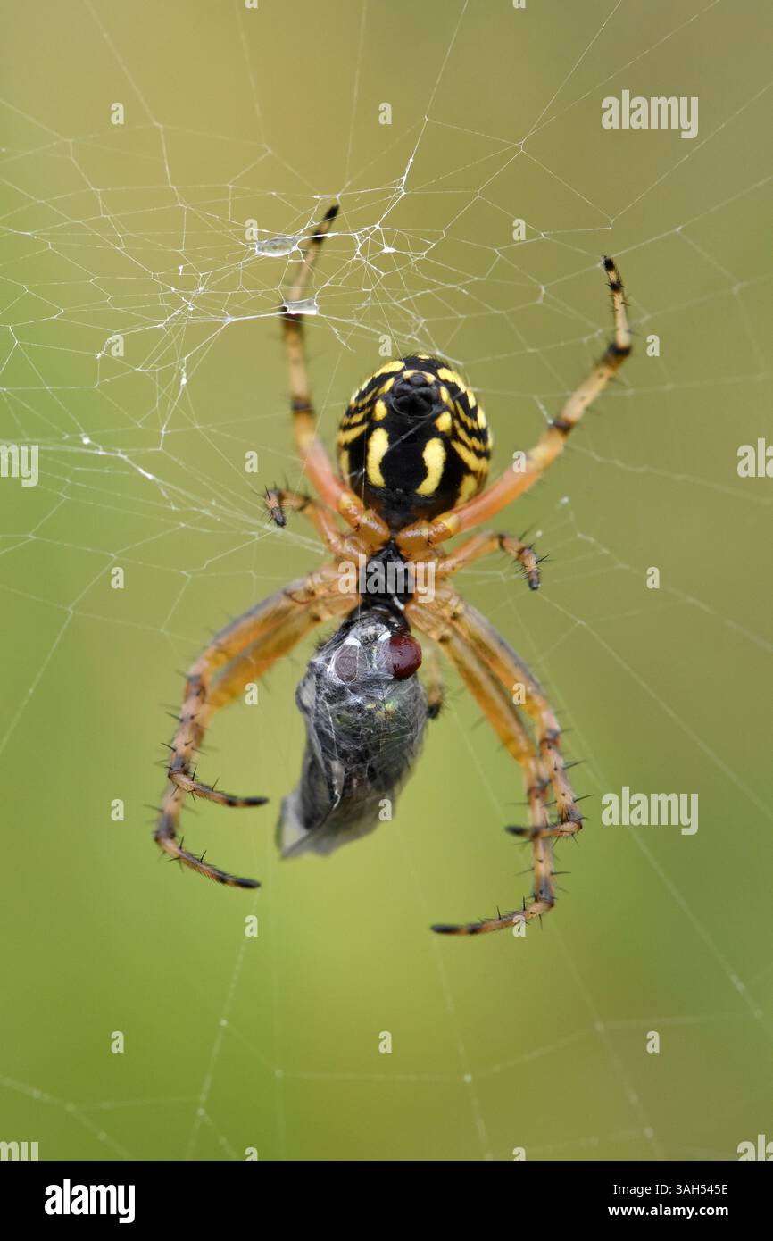 Spinnen (Argiope bruennichi), die sich an der Fliege auf ihren Netzen ernähren Stockfoto