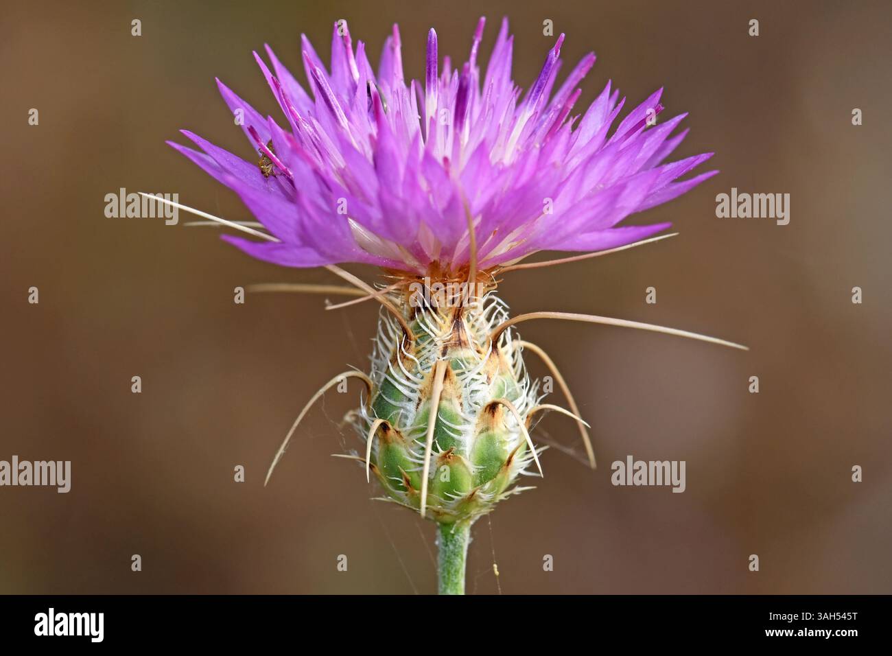 Röte die Zentaury-Distel, die Blume Stockfoto
