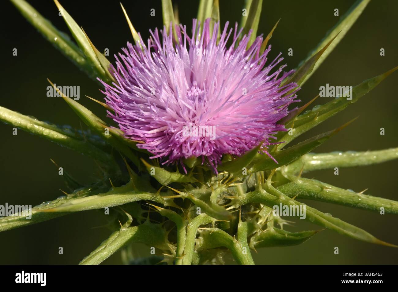 Silybum marianum, Heilige Distel, Mariendistel. Stockfoto