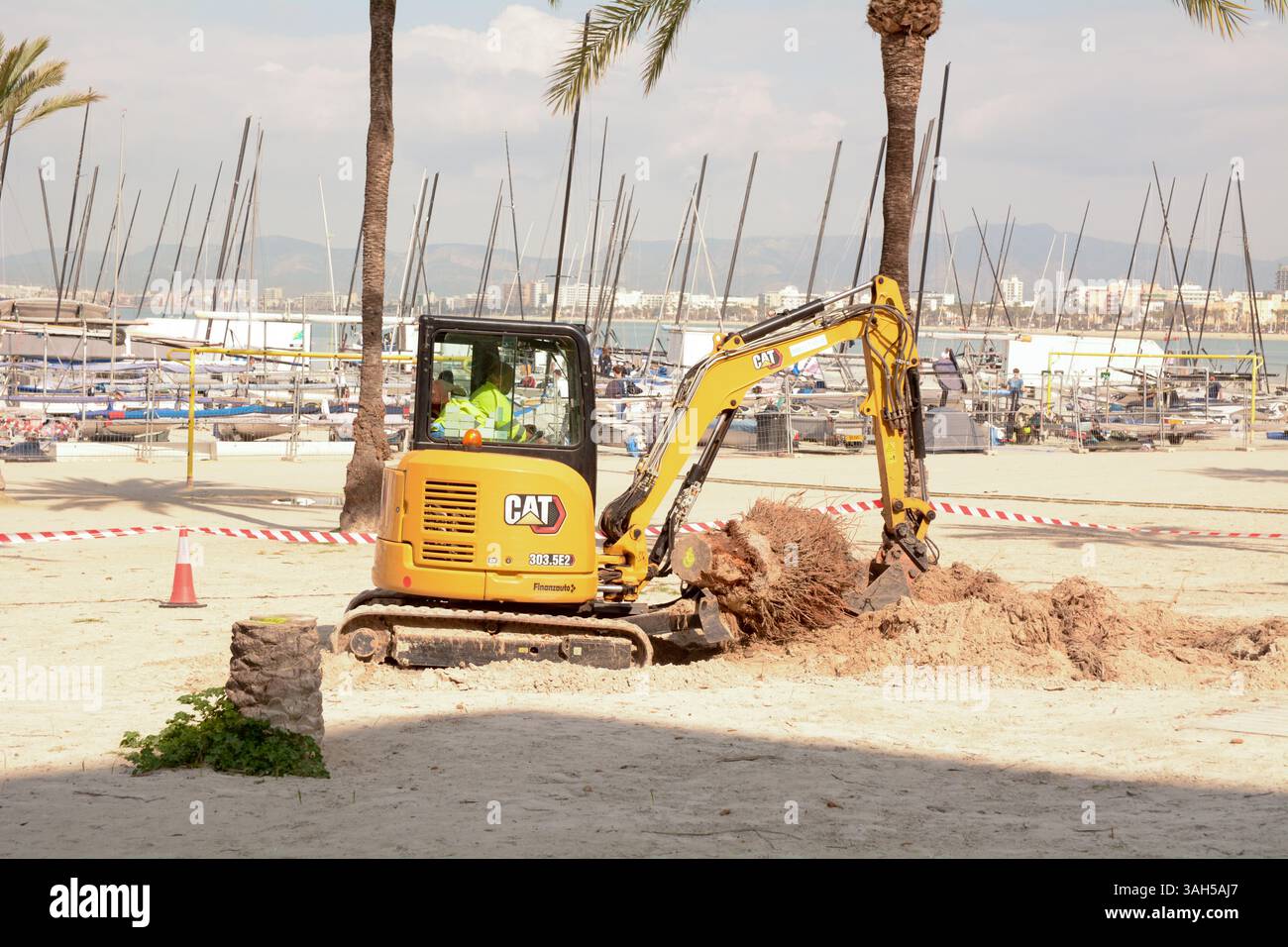 Wartungspersonal entfernt einen Palmenstumpel vom Strand mit einem Bagger in S'Arenal, Mallorca, Spanien Stockfoto