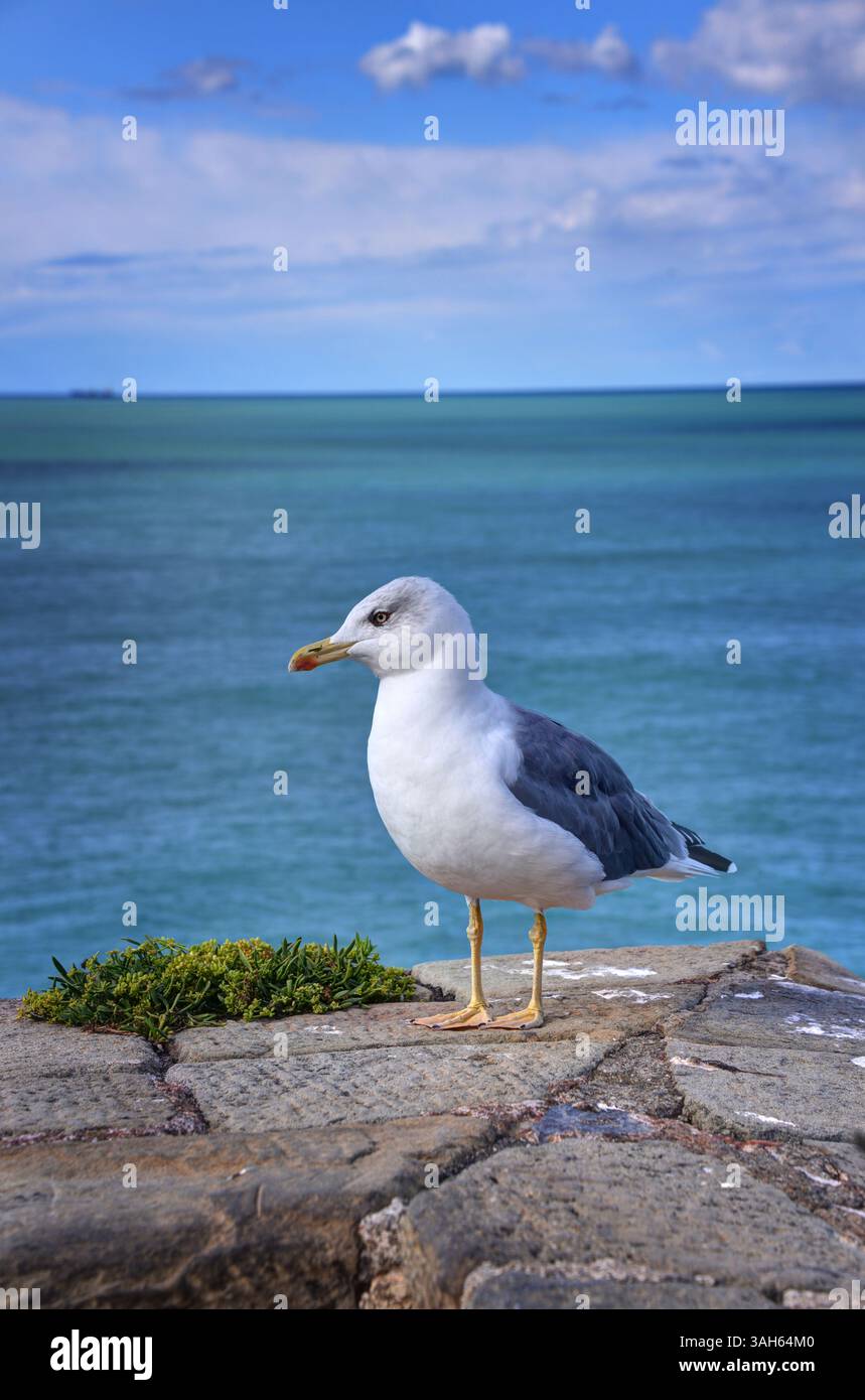 Die Europäische Heringsmöwe (Larus argentatus) ist eine große Möwenart, die an den nördlichen und westlichen Küsten Europas verbreitet ist. Stockfoto