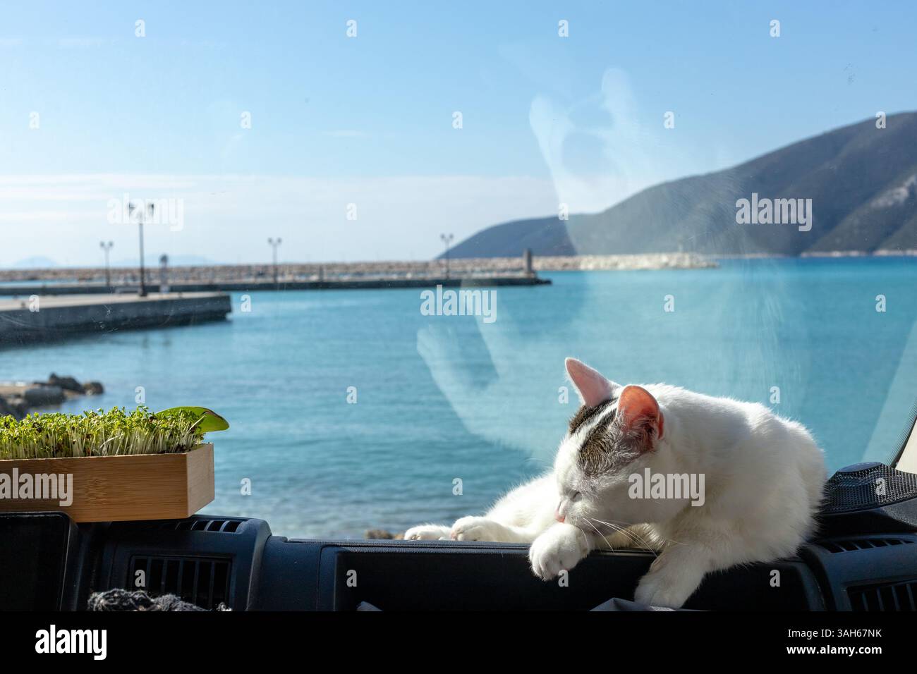 Weiße Katze, die seine Pfoten auf einem Deck eines Vanlifer-Fahrzeugs reinigt. Stockfoto