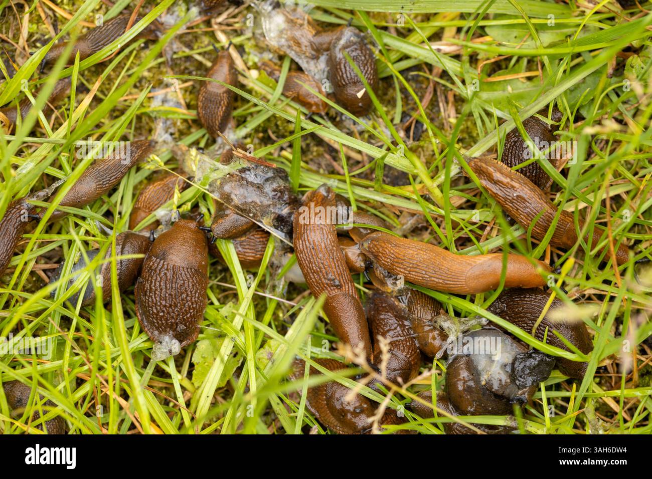 Invasive Schnecken auf Gras, Umweltproblem Stockfoto