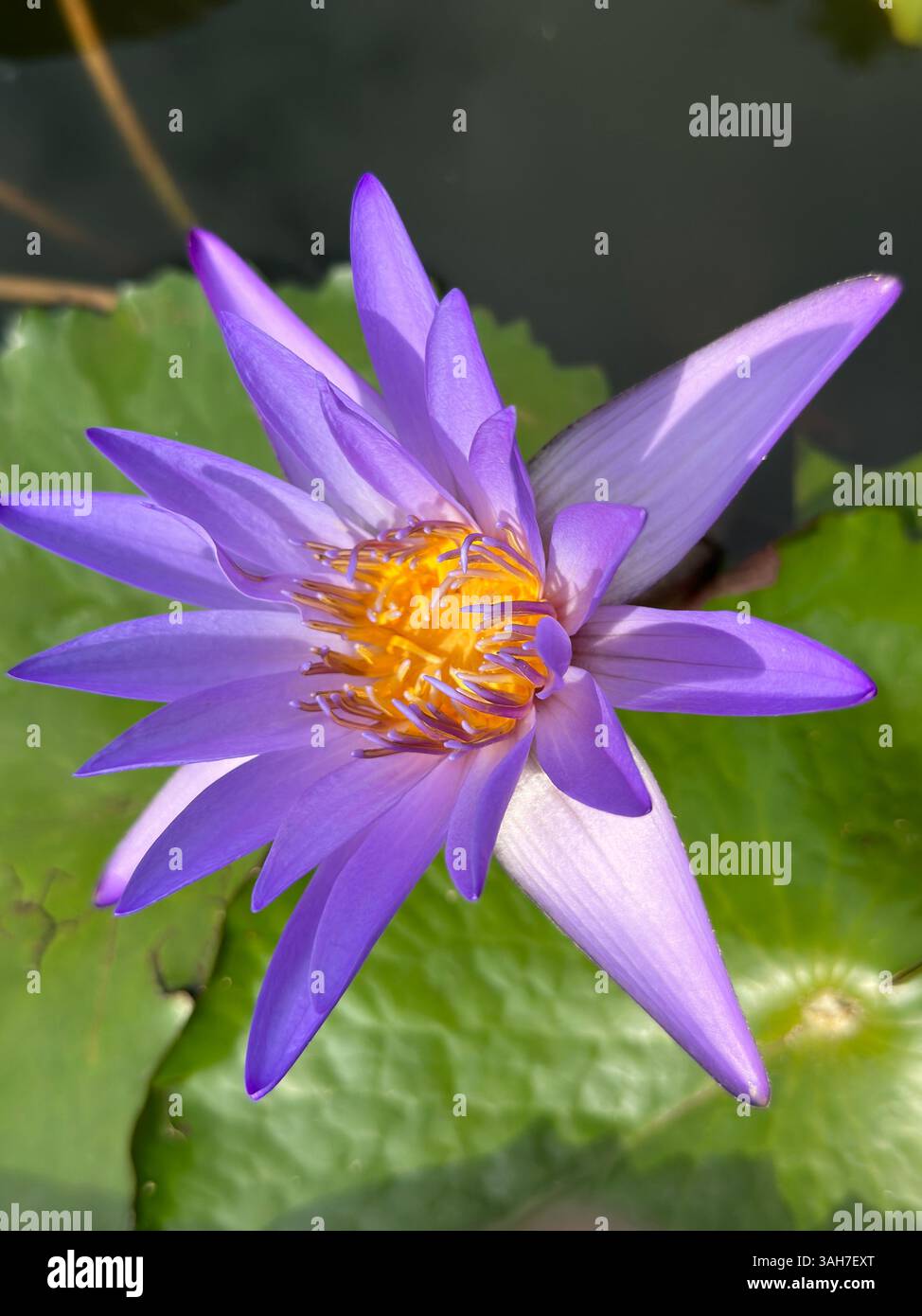 Wunderschöne lila Seerose mit einem leuchtend gelben Zentrum in voller Blüte auf einem Lilienpad. Stockfoto