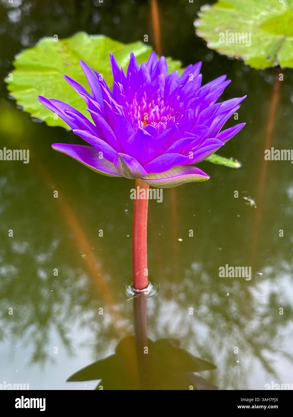 Wunderschöne lila Seerose mit einem leuchtend gelben Zentrum in voller Blüte auf einem Lilienpad. Stockfoto