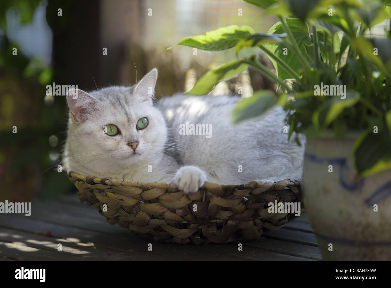 europäisch Kurzhaarkatze Stockfoto