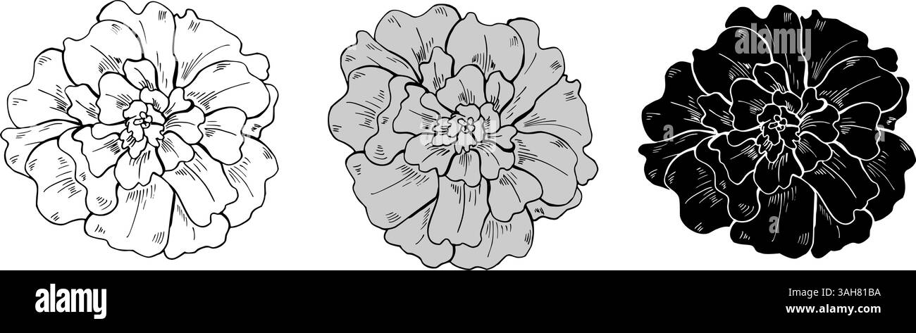 Einfarbige Ringelblumenköpfe in drei Farben Strichkunst handgezeichnete Illustration. Frotteeblümenskizze mit schwarzer Tinte gemalt. Blühendes Element mit Blumenmuster Stock Vektor