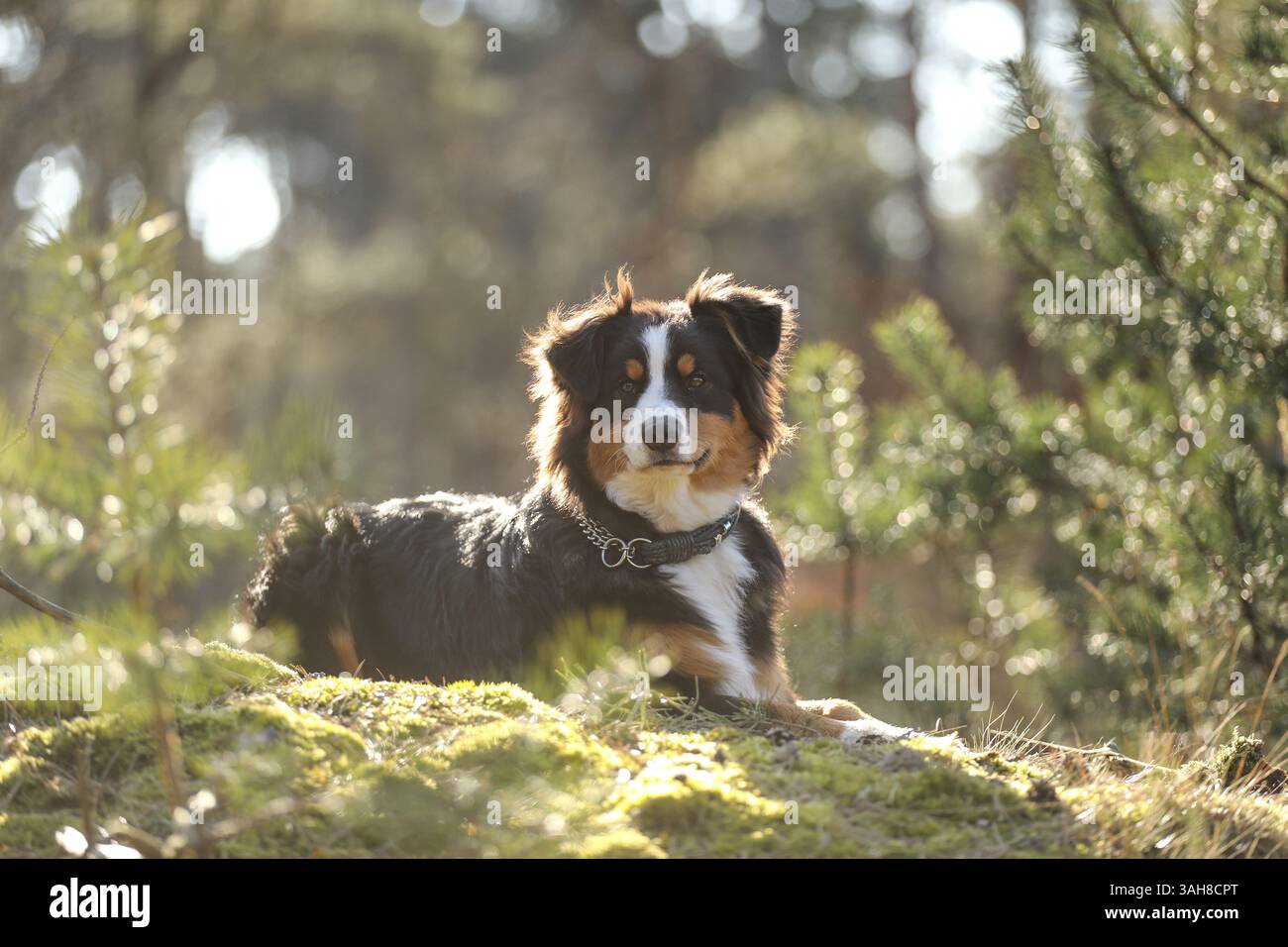 Australian Shepherd Stockfoto