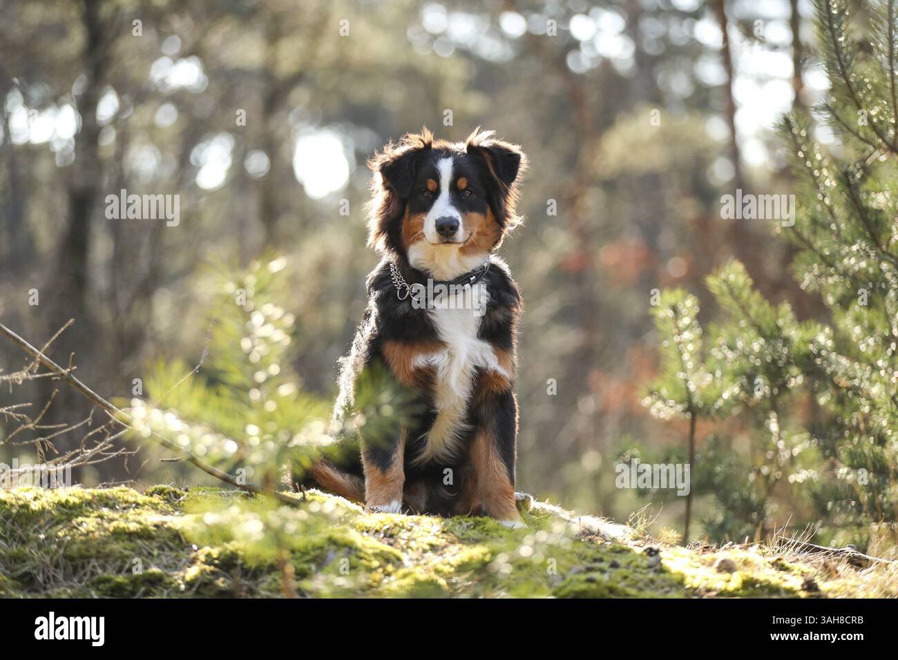 Australian Shepherd Stockfoto