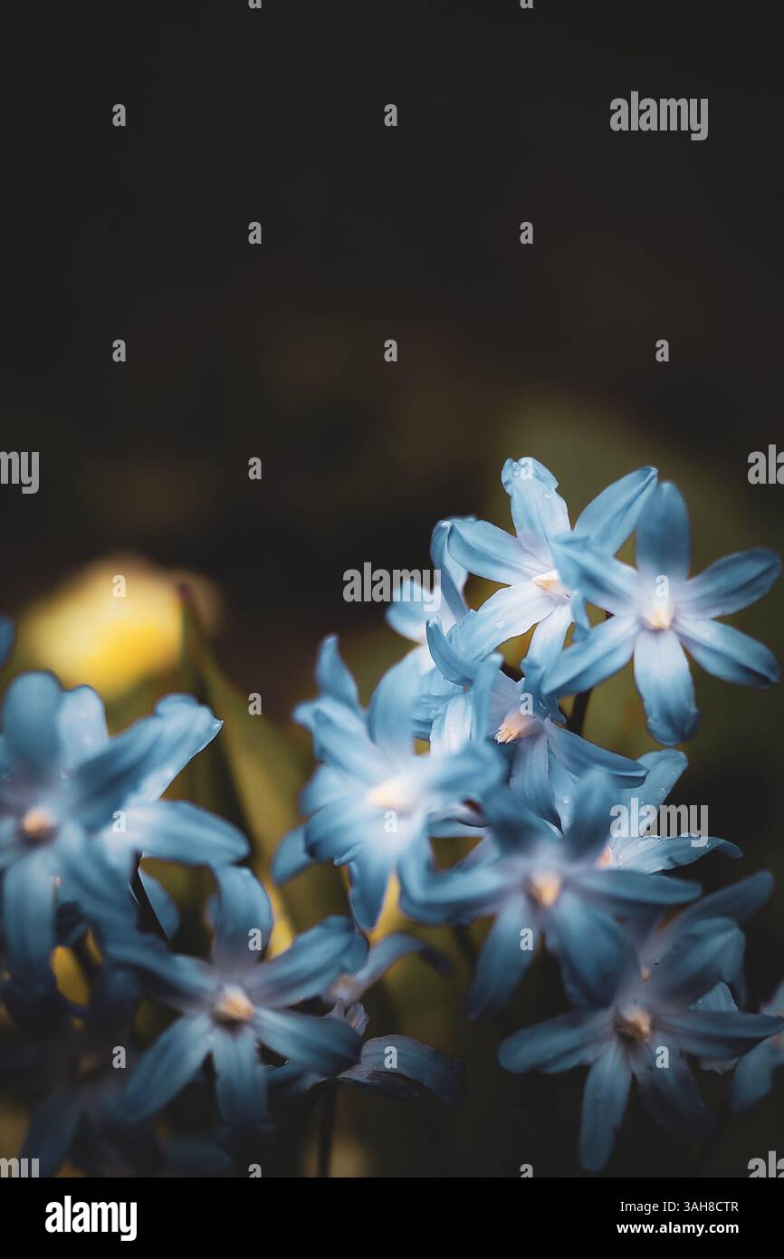 Frühlingsblau blühende Birne Sibirischer Squill (Scilla Siberica) aka Russian Bluebell blüht in einem geschützten Blumenbeet, England Großbritannien Stockfoto