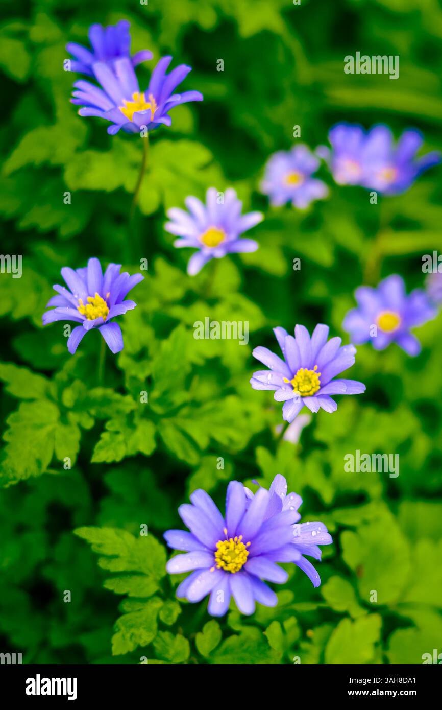 Griechische Windblume (Anemone Blanda) Gänseblümchen wie Blumen in Purple Blue Shades, die im Frühjahr blühen, England Großbritannien Stockfoto