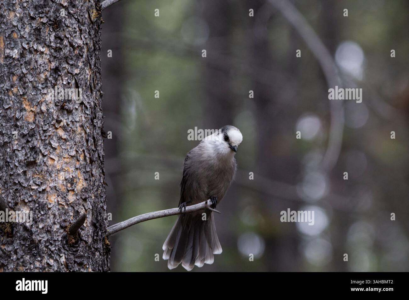 Ein Nahaufnahme eines kanadischen Nationalvogels, der Grey Jay, der auf einem Zweig mit immergrünem Waldhintergrund thront Stockfoto