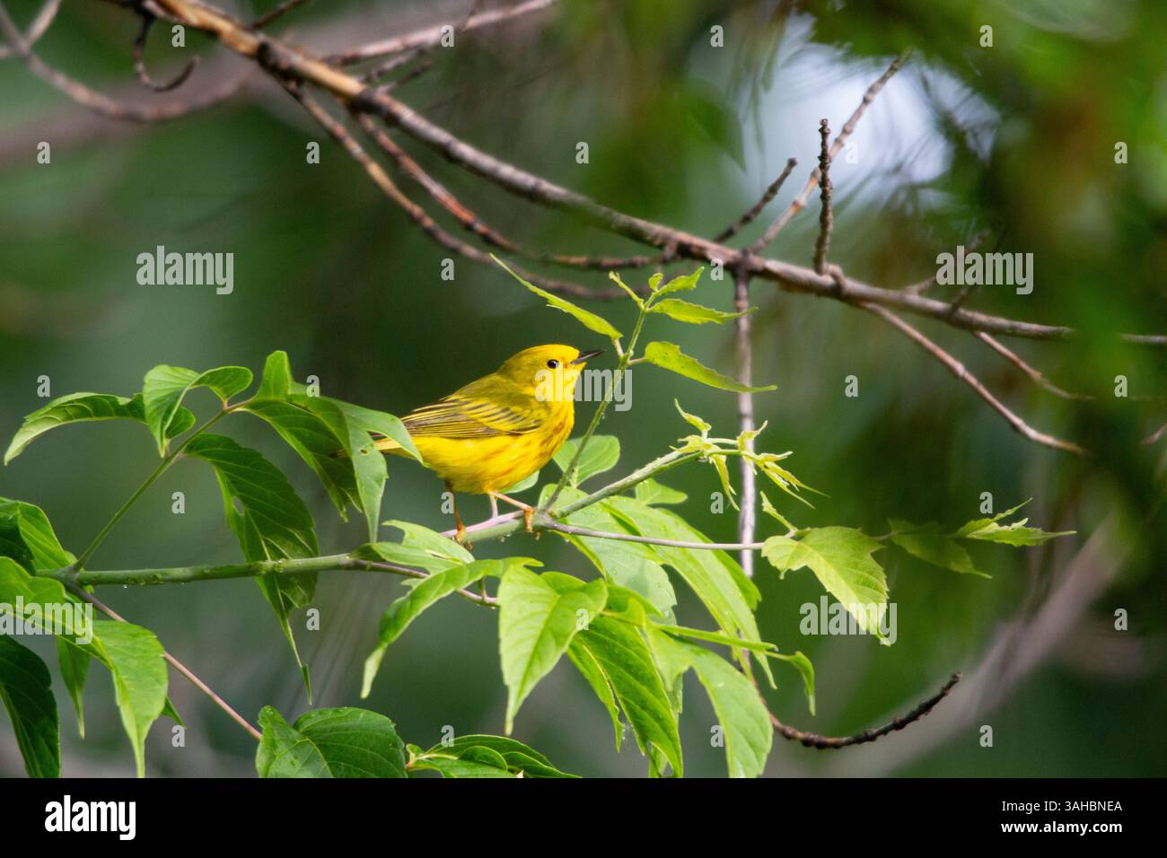 Nahaufnahme eines leuchtend gelben grasvogels, der auf einem Ast mit grünem Laub thront. Stockfoto