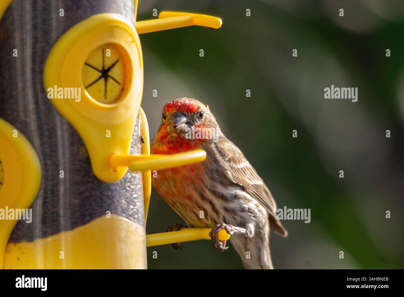 Nahaufnahme eines roten finken, der auf einer gelben Zuführung sitzt Stockfoto