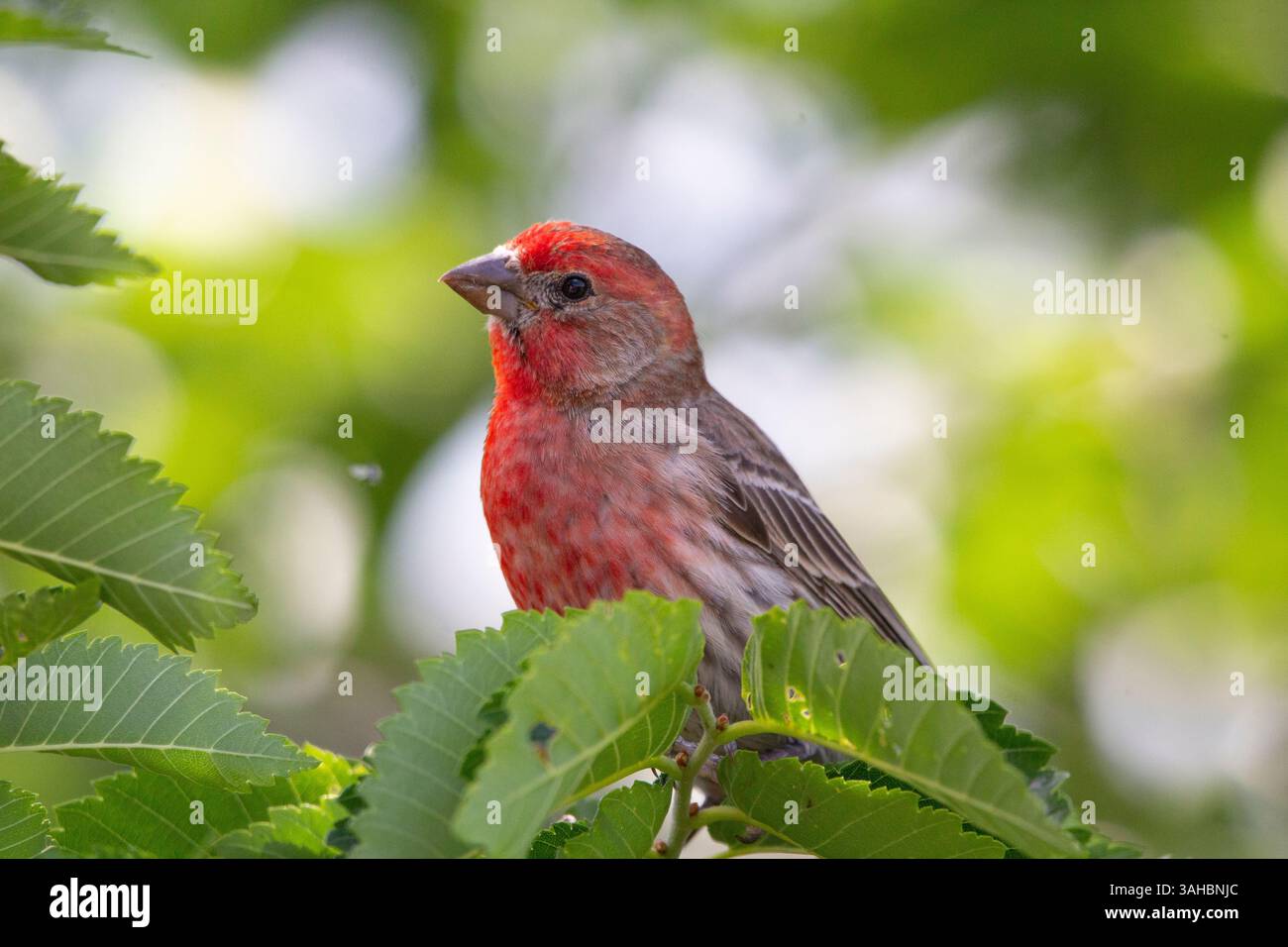 Eine Nahaufnahme eines wunderschönen roten finken, der auf einem Zweig thront, umgeben von üppig grünem Laub Stockfoto