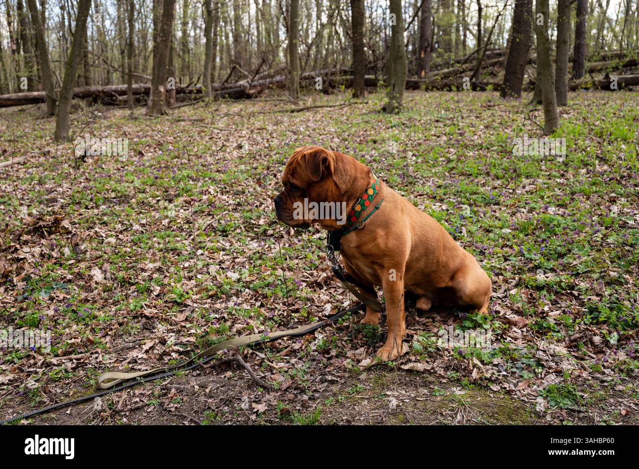 Der braune männliche Cane Corso sitzt im Wald. Fütterung und Pflege von Grossrassen. Atemwegserkrankungen bei brachyzephalen Hunden. Zeckenmittel für Hunde Stockfoto