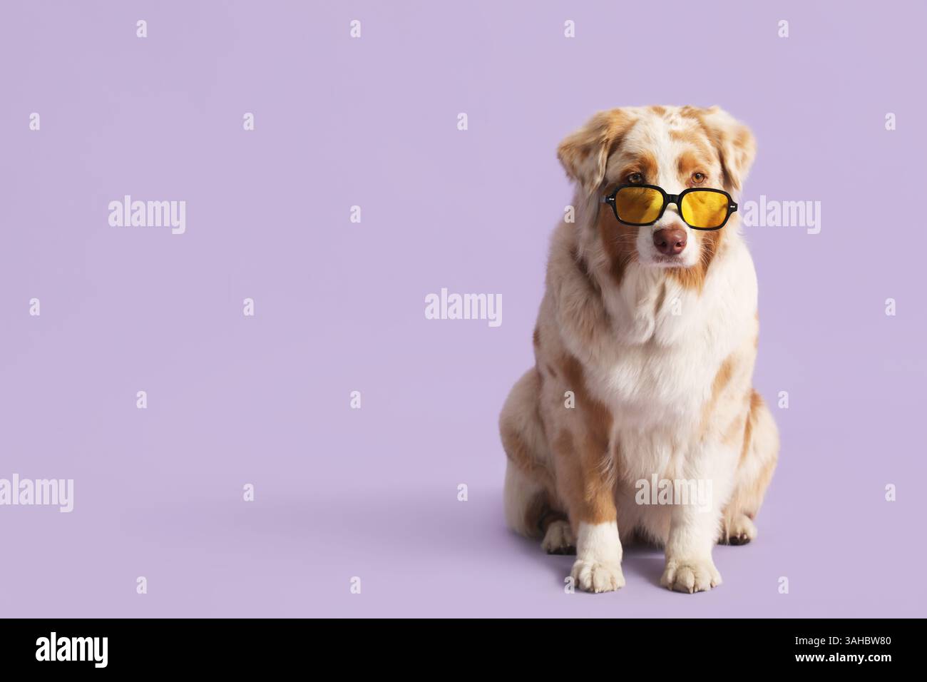 Niedlicher australischer Schäferhund in stilvoller Sonnenbrille auf lilafarbenem Hintergrund Stockfoto