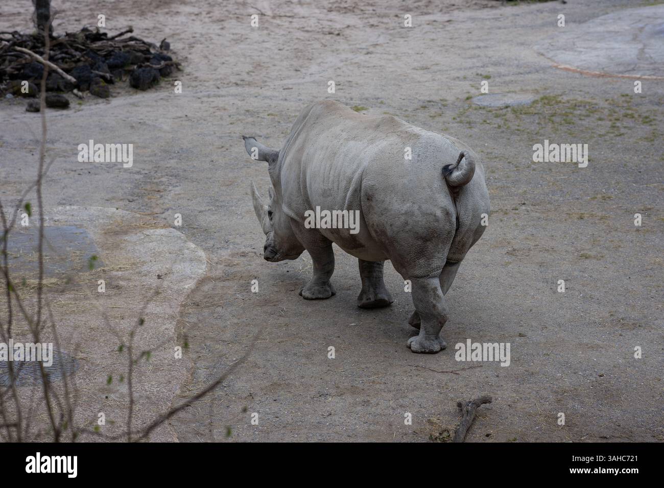 Zürich, Schweiz, ZOO Zürich, 5. Juni 2023. Das weiße Nashorn in einem geräumigen Zoo-Gehege im Freien. Die großen Säugetiere wandern und weiden auf sandigem Boden, umgeben von Baumstämmen und naturalistischen Habitatelementen. Aufgenommen an einem bewölkten Tag mit weichem natürlichem Licht. ZOO Zürich, 5. Juni 2023. Hochwertige Fotos Stockfoto