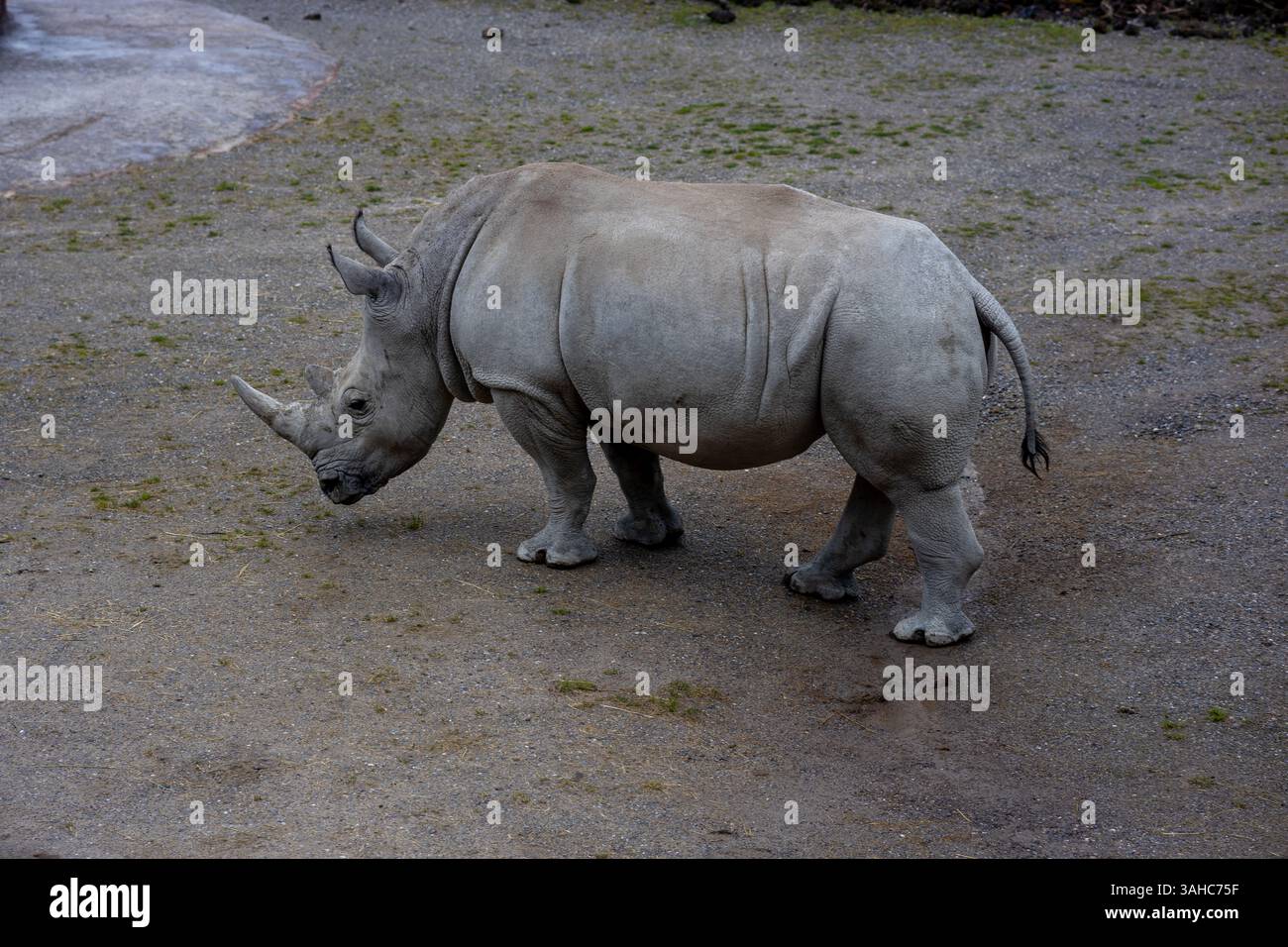 Zürich, Schweiz, ZOO Zürich, 5. Juni 2023. Das weiße Nashorn in einem geräumigen Zoo-Gehege im Freien. Die großen Säugetiere wandern und weiden auf sandigem Boden, umgeben von Baumstämmen und naturalistischen Habitatelementen. Aufgenommen an einem bewölkten Tag mit weichem natürlichem Licht. ZOO Zürich, 5. Juni 2023. Hochwertige Fotos Stockfoto