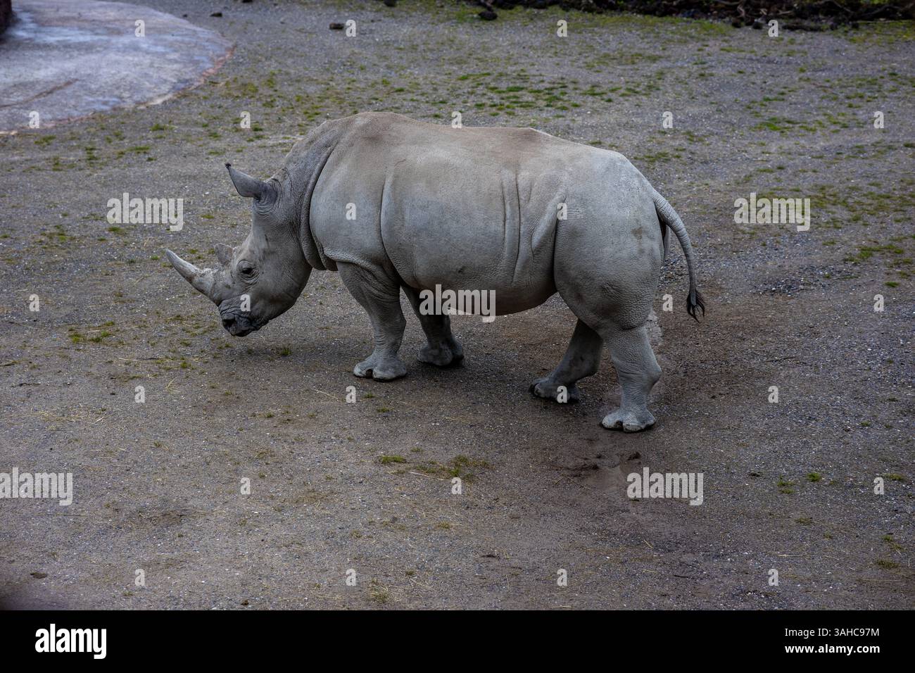 Zürich, Schweiz, ZOO Zürich, 5. Juni 2023. Das weiße Nashorn in einem geräumigen Zoo-Gehege im Freien. Die großen Säugetiere wandern und weiden auf sandigem Boden, umgeben von Baumstämmen und naturalistischen Habitatelementen. Aufgenommen an einem bewölkten Tag mit weichem natürlichem Licht. ZOO Zürich, 5. Juni 2023. Hochwertige Fotos Stockfoto