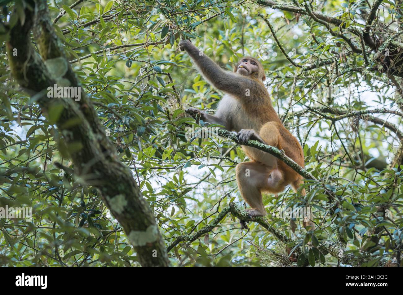 Erwachsener männlicher Rhesus-Makaken-Affe auf der Suche nach Eicheln in Live Oak Tree in Florida USA Stockfoto