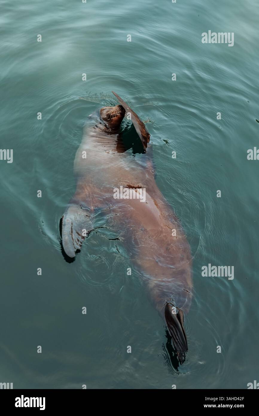 Seelöwen baden und im Wasser entspannen. Niedliches und amüsantes Schwimmen von Seelöwen Stockfoto