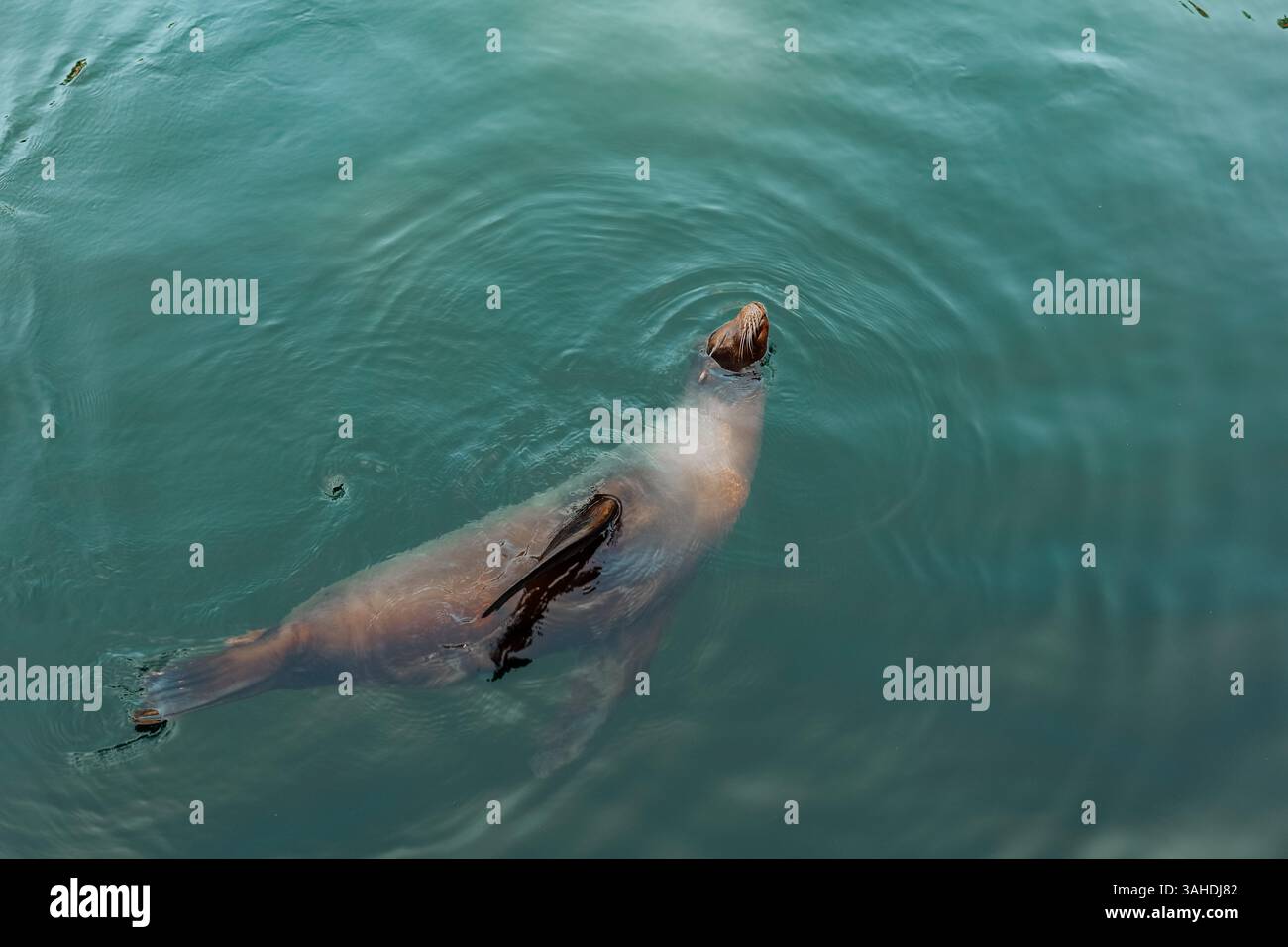 Seelöwen schwimmen in klarem Wasser. Lustige Seelöwen schwimmen im Wasser im Zoo. Niedliche Robben schwimmen entspannt im Wasser. Wasserbewohner. Marine Stockfoto