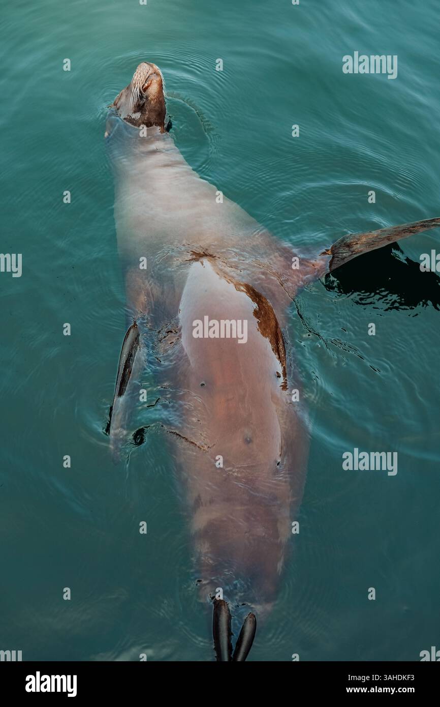Seelöwen in klarem Wasser. Seelöwen baden und im Wasser entspannen. Süß und lustig, Seelöwen schwimmen Stockfoto