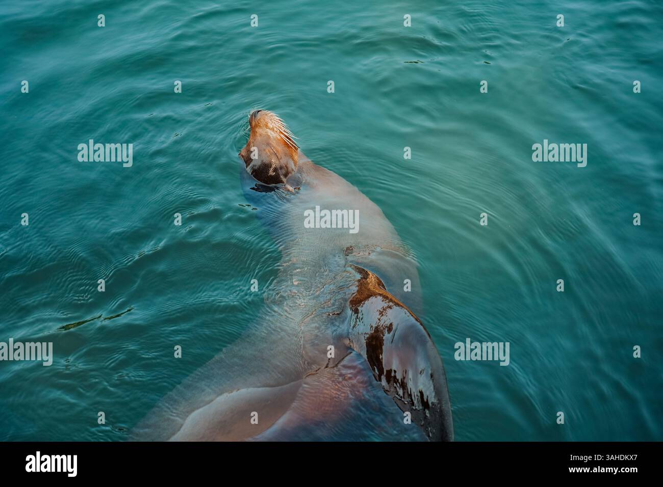 Seelöwe aus nächster Nähe unter Wasser. Lustiger Seelöwe schwimmt im Wasser. Niedliche Robben schwimmen entspannt im Wasser. Stockfoto
