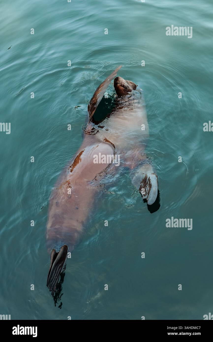 Seelöwen schwimmen in klarem Wasser. Seelöwen baden und im Wasser entspannen. Süß und lustig, Seelöwen schwimmen Stockfoto