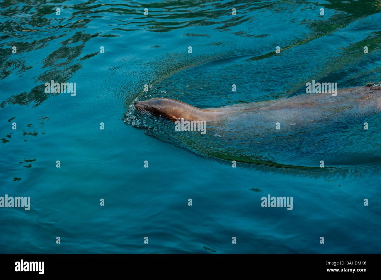 Seelöwen schwimmen in klarem Wasser. Lustige Seelöwen schwimmen im Wasser im Zoo. Niedliche Robben schwimmen entspannt im Wasser. Stockfoto