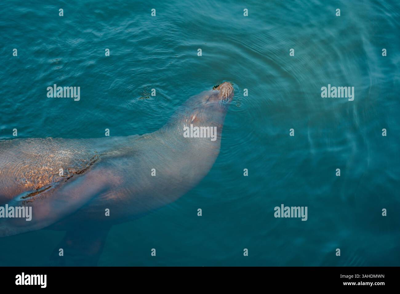 Seelöwe aus nächster Nähe unter Wasser. Lustiger Seelöwe schwimmt im Wasser. Niedliche Robben schwimmen entspannt im Wasser. Stockfoto
