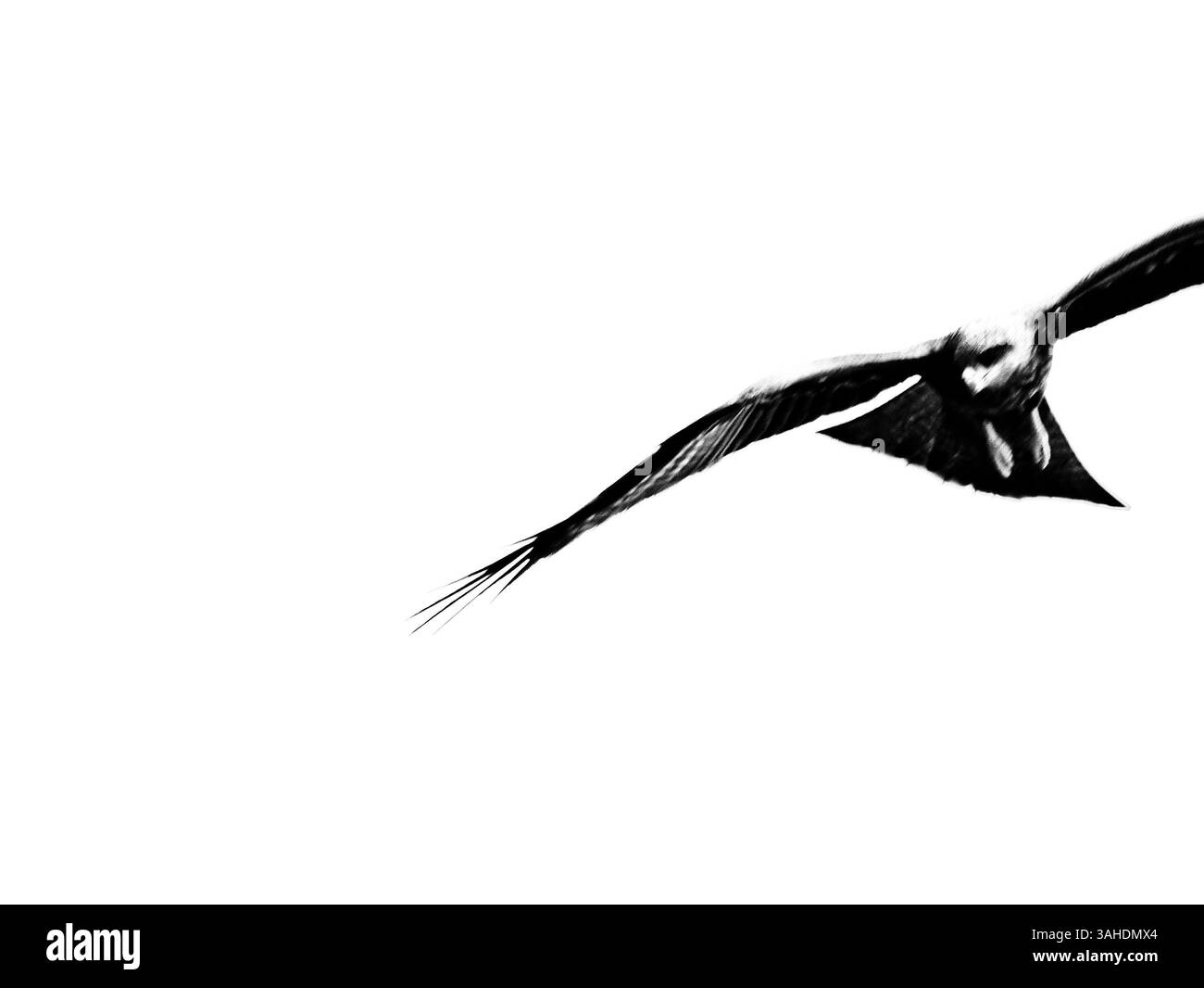 Der Vogel im Bild ist ein schwarzer Drachen („Milvus migrans“), ein mittelgroßer Raubvogel, der in Europa, Asien, Afrika und Australien zu finden ist. Es ist rücksichtsvoll Stockfoto