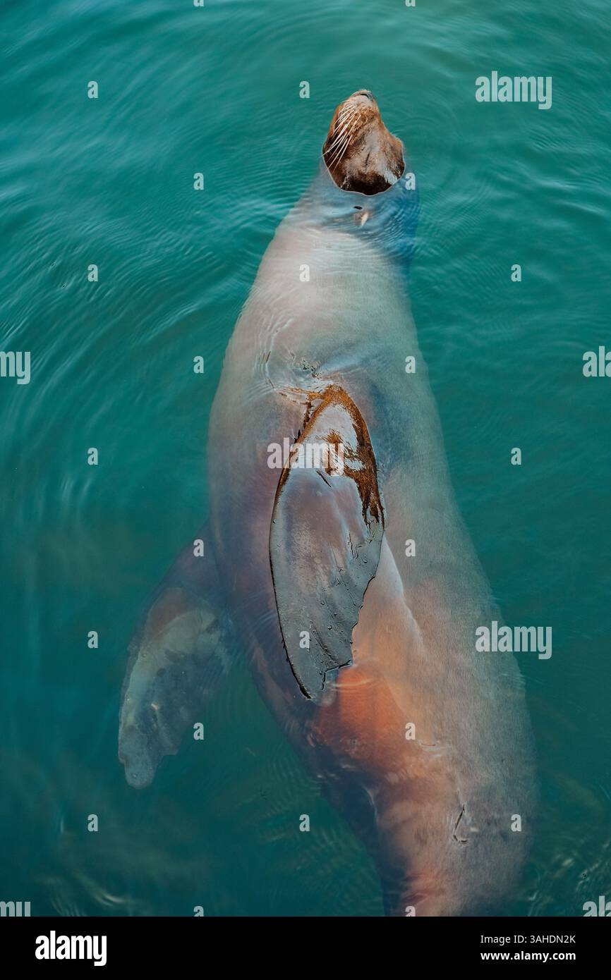 Seelöwen baden und im Wasser entspannen. Süß und lustig, Seelöwen schwimmen Stockfoto