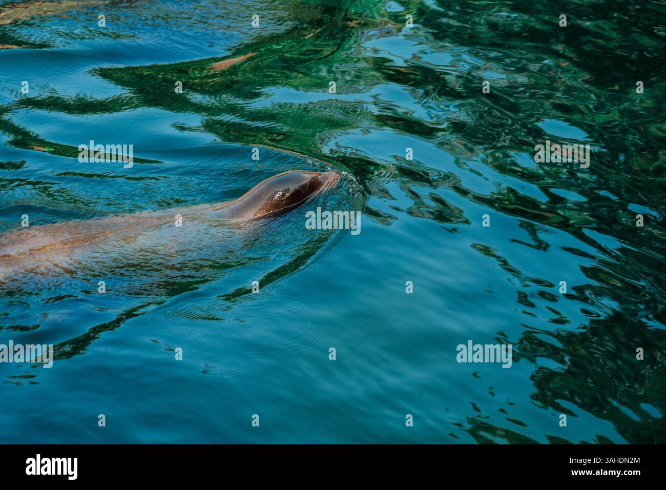 Segel schwimmt entspannt im Wasser. Große Wasserbewohner. Meeresfauna. Meeresbewohner Stockfoto