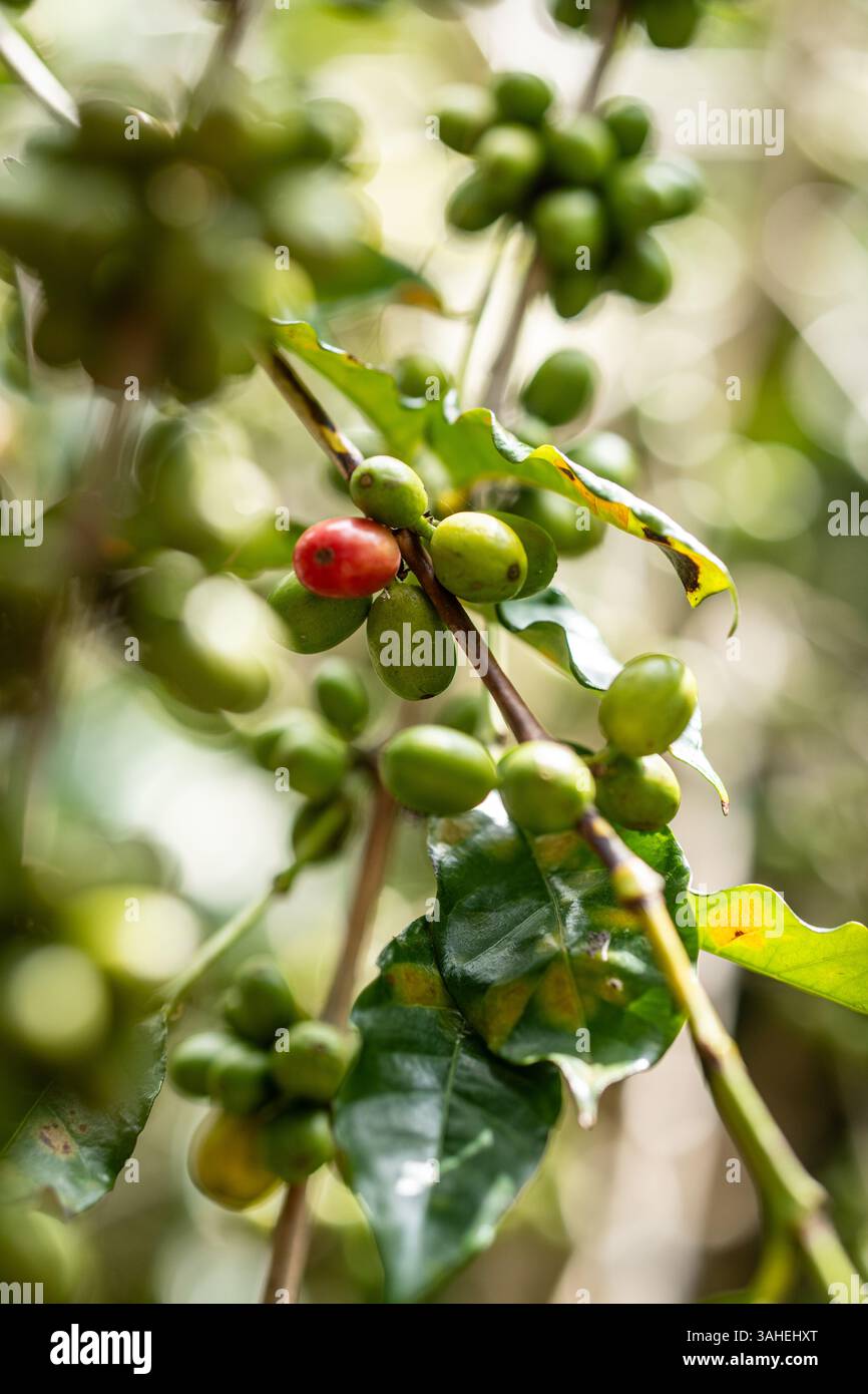 Nahaufnahme von roten und grünen Kaffeekirschen auf einem Zweig, die verschiedene Reifestadien in einer üppigen tropischen Kaffeeplantage zeigen. Stockfoto