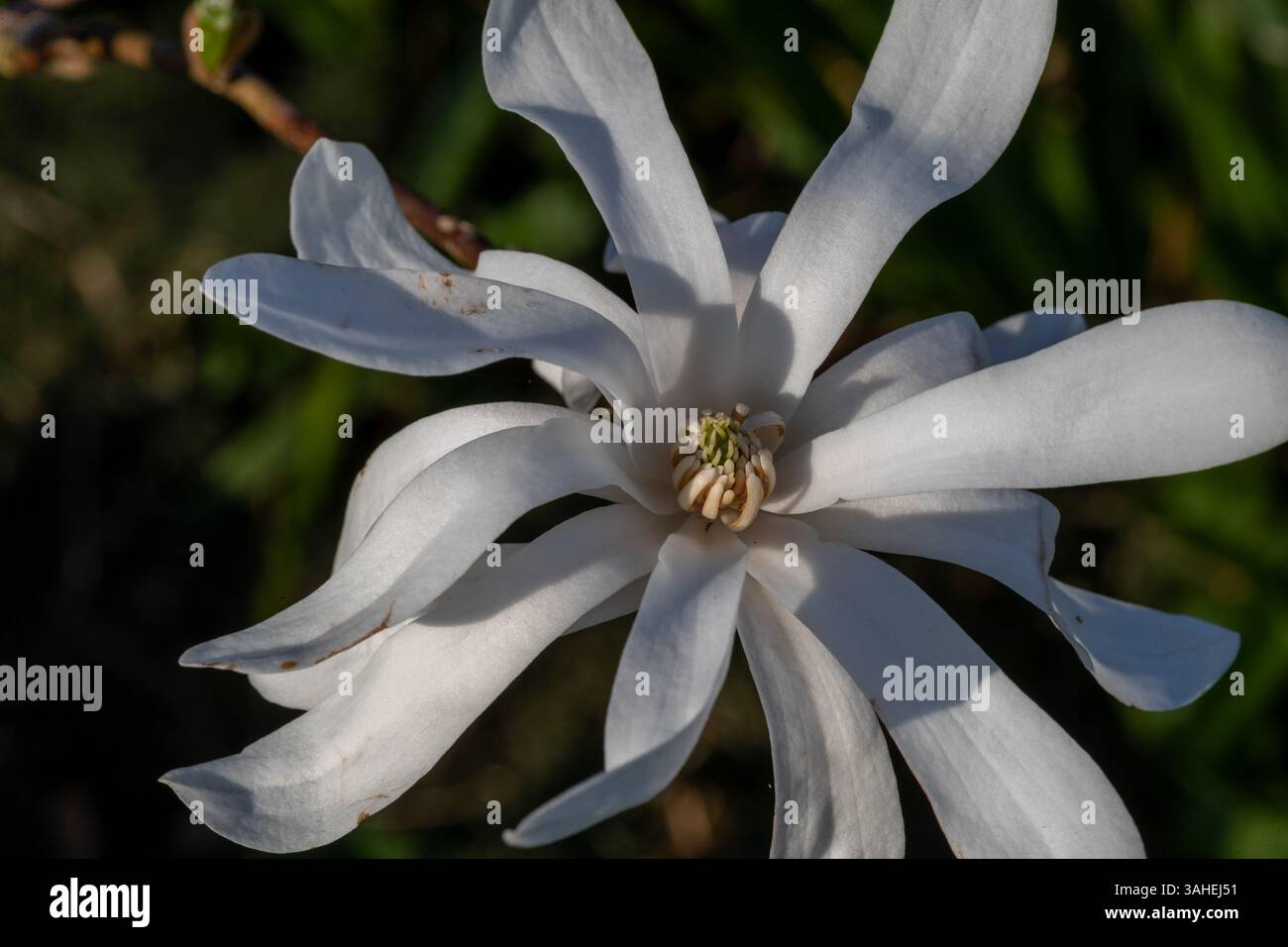 Magnolia stellata Stockfoto