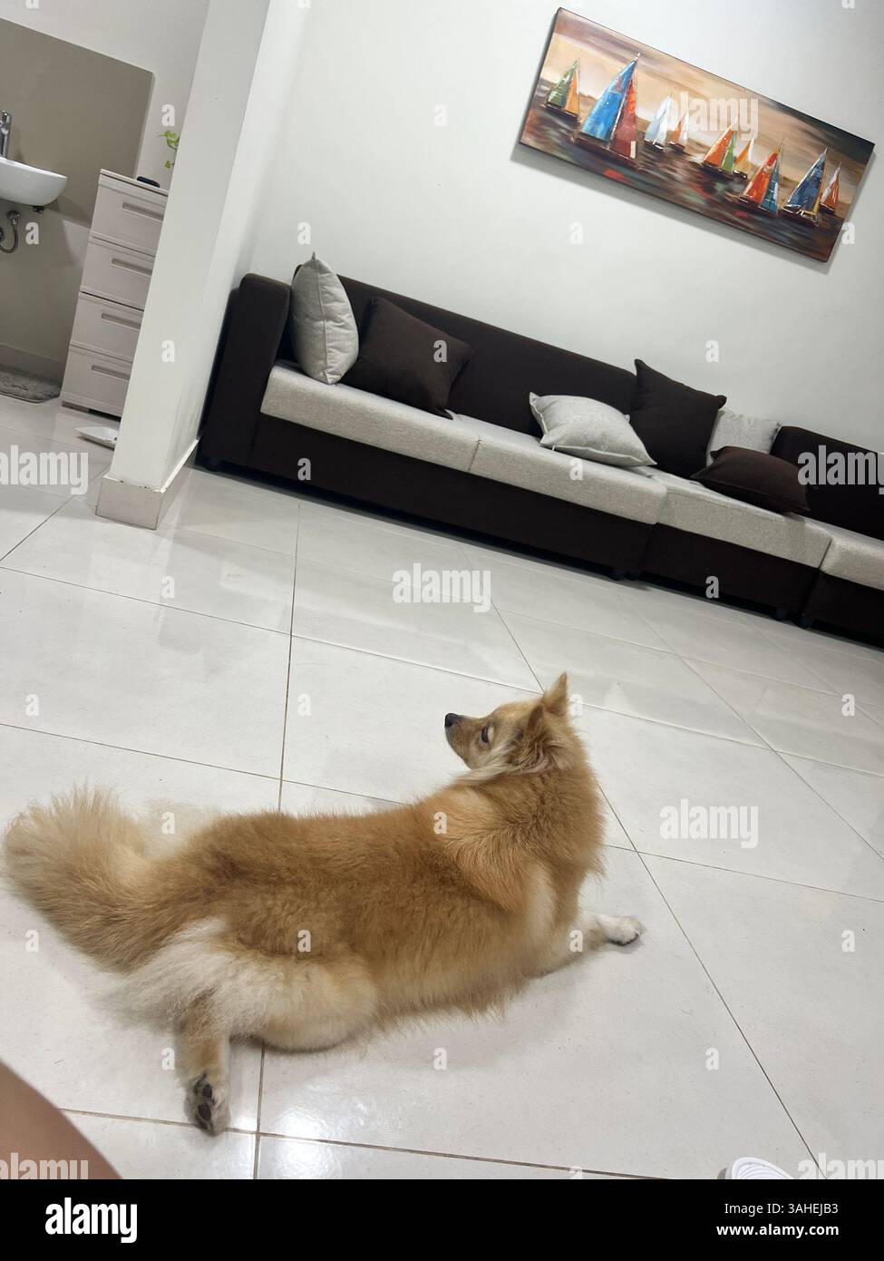 Das ist mein kleines Bündel Freude 🐾 - Smartphone-aufgenommenes Stockfoto