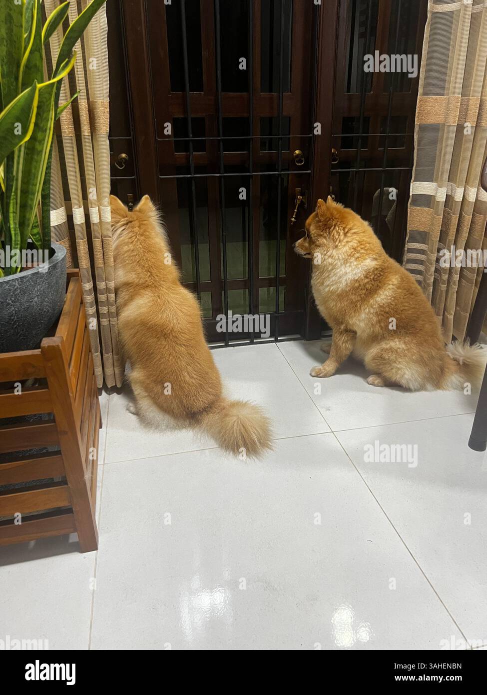 Das ist mein kleines Bündel Freude 🐾 - Smartphone-aufgenommenes Stockfoto