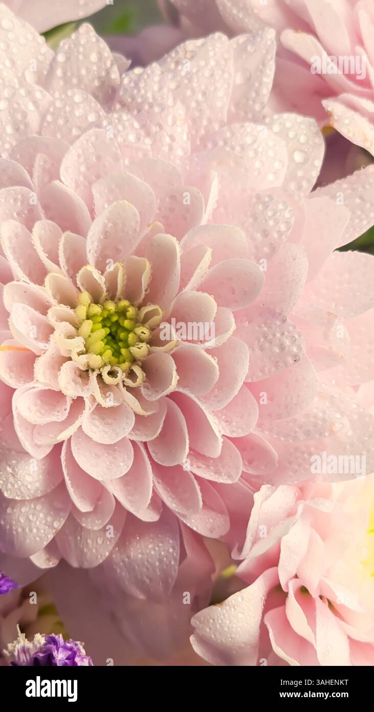 Wunderschöner großer Blumenstrauß. Muttertag, Geburtstag. Kopierbereich Stockfoto