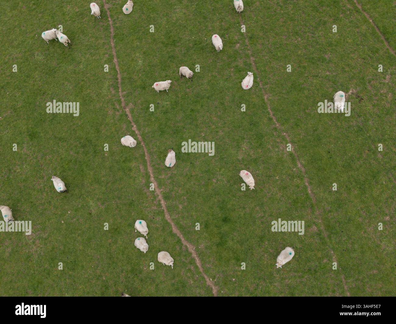 Schafe, die auf einem Feld in der Nähe von Ellon, Aberdeenshire, Schottland, weiden. Stockfoto