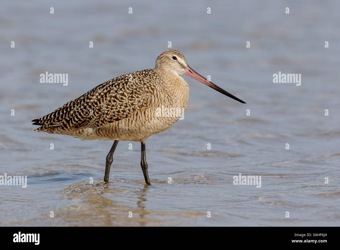 Marmorierter Godwit, Limosa fedoa, Küste Florida, USA Stockfoto