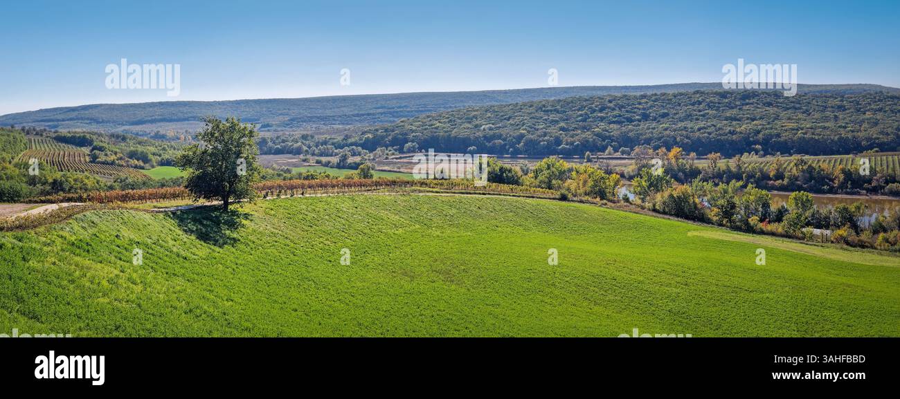 Malerisches Landschaftspanorama mit sanften grünen Hügeln, einem einsamen Baum, Weinbergen und einem Fluss. Der Hintergrund zeigt ein bewaldetes Gebiet und ferne Hügel und - Smartphone-aufgenommenes Stockfoto