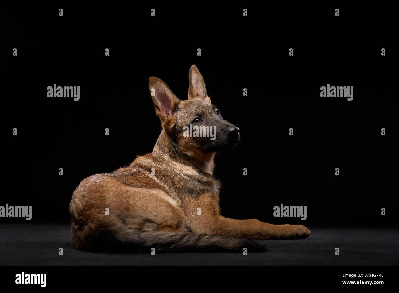 Ein Welfdog liegt bequem auf schwarzem Hintergrund. Die ruhige Haltung steht im Kontrast zur dunklen Kulisse und betont die Eigenschaften des Hundes. Stockfoto