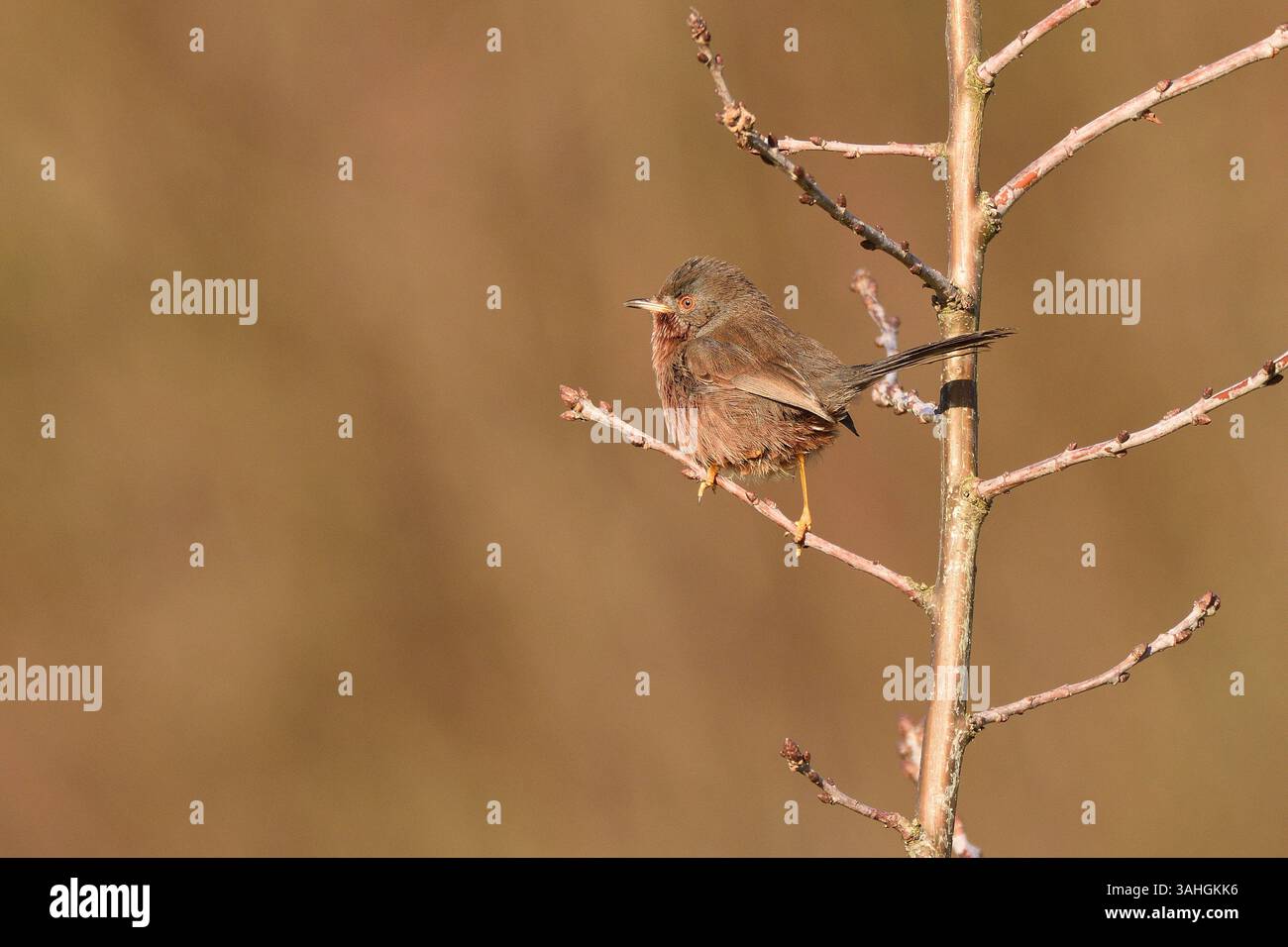 Dartford Warbler saß im Winter auf einem Schössling. Hampstead Heath, London, England, Großbritannien. Stockfoto